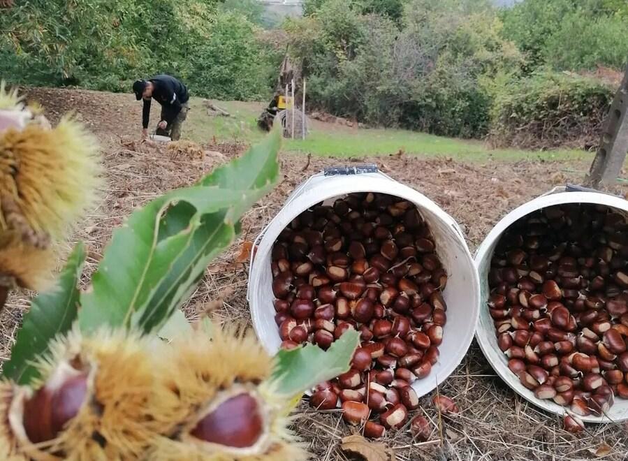 Il marrone di Rivalto in primo piano nei due giorni della storica sagra nel borgo