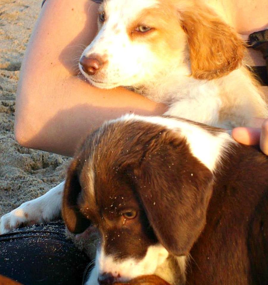 
	Un cagnolino in cerca di adozione (archivio)

