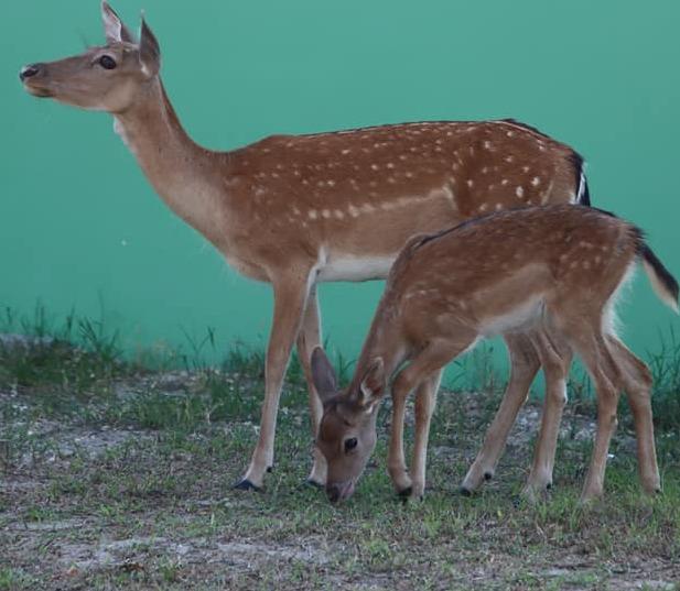 Terre del Reno, nell’agriturismo mattanza di daini. Indagine per uccisione di animali