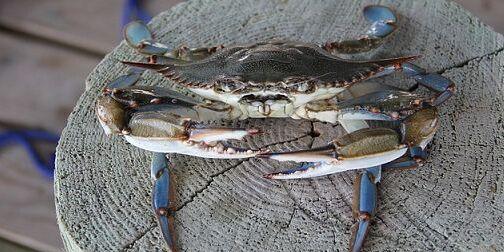 Più specie aliene in Emilia Romagna. Danni a ecosistema ed economia