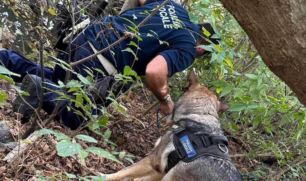 Ferrara. I cani fiutano lo stupefacente, 69 dosi erano lungo il Boicelli