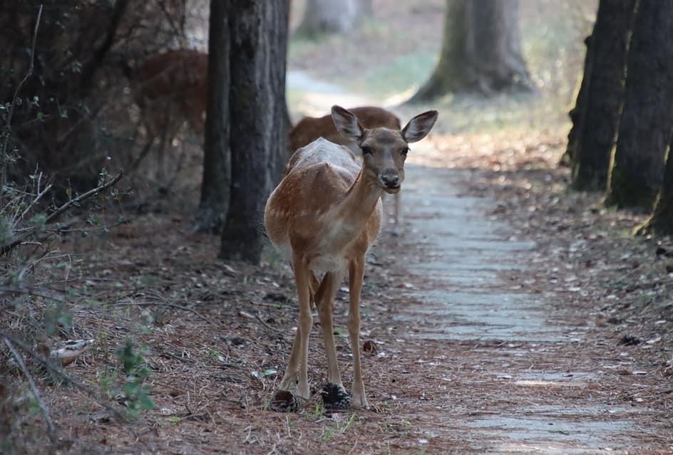 Mattanza di daini nell’agriturismo. Denunce da parte degli animalisti