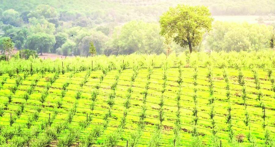 Olio bio, un nuovo maxi investimento su 220 ettari ceduti dai Vivarelli Colonna