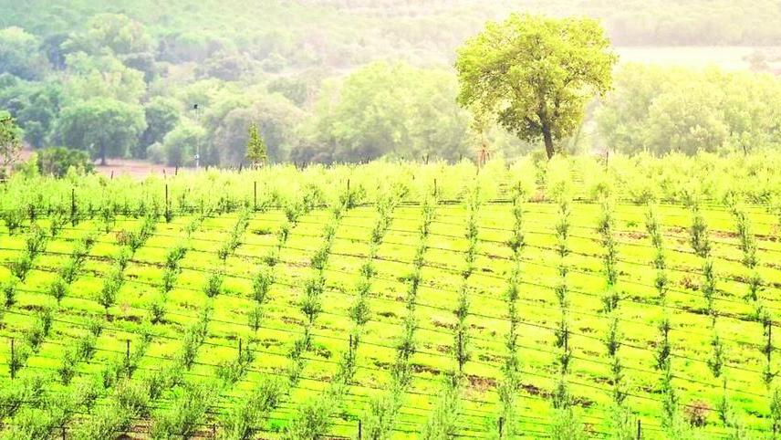 Olio bio, un nuovo maxi investimento su 220 ettari ceduti dai Vivarelli Colonna