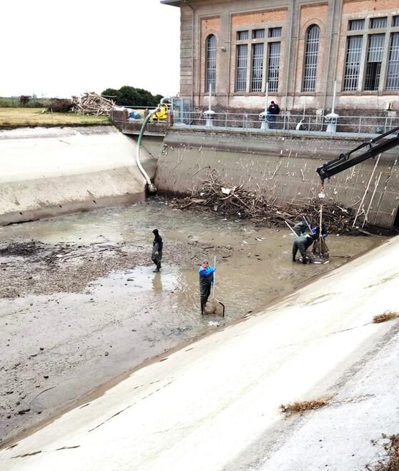 Il temibile granchio blu spunta anche nei sifoni di Berra