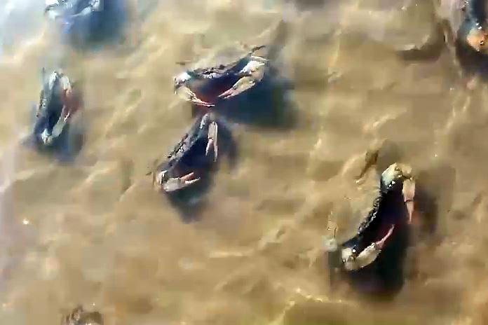 Granchio blu, sbloccati 2,9 milioni di euro di ristori per lo smaltimento