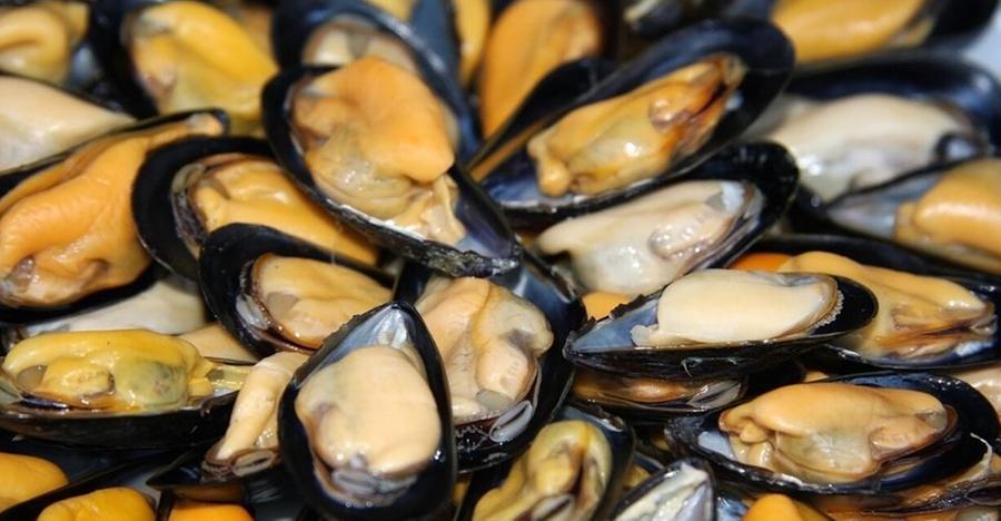 
	Patteggiamento per i ladri di cozze del Golfo di Oristano

