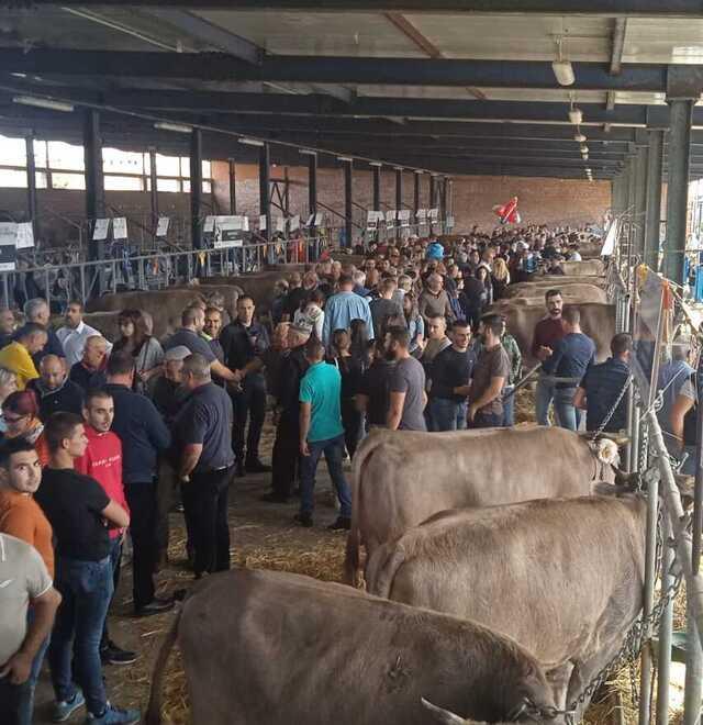 
	La Mostra del Bovino di razza Sardo-Bruna inserita nella Fiera autunnale 2023 di Ozieri

