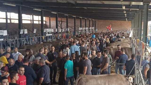 Ozieri, folla alla fiera per vedere i bovini di razza Sardo-Bruna La ...