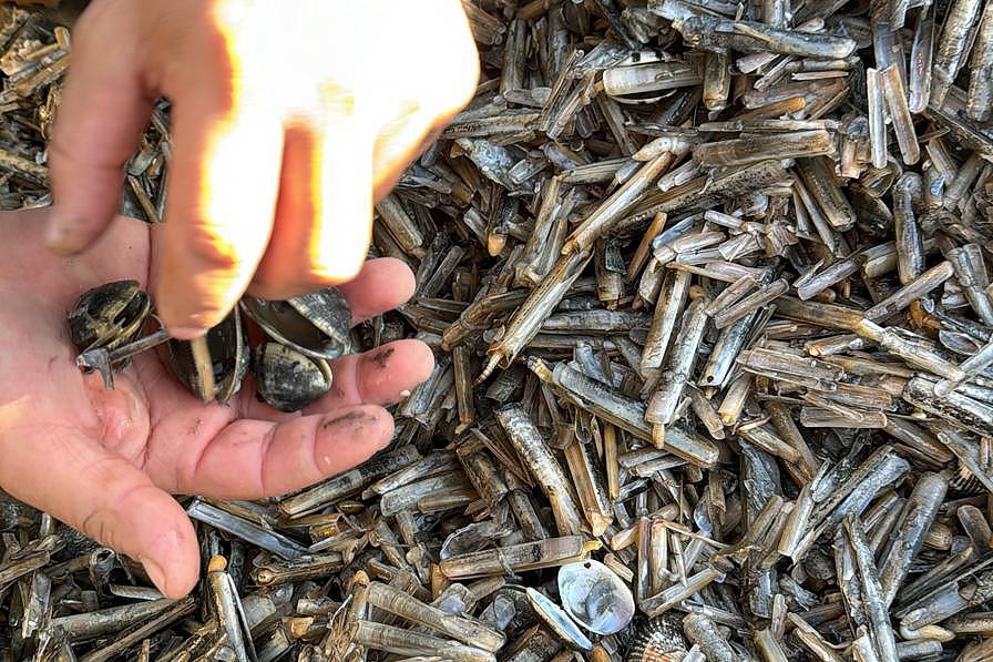 Strage di vongole e cannolicchi, anche la nursery di Goro non è più sicura