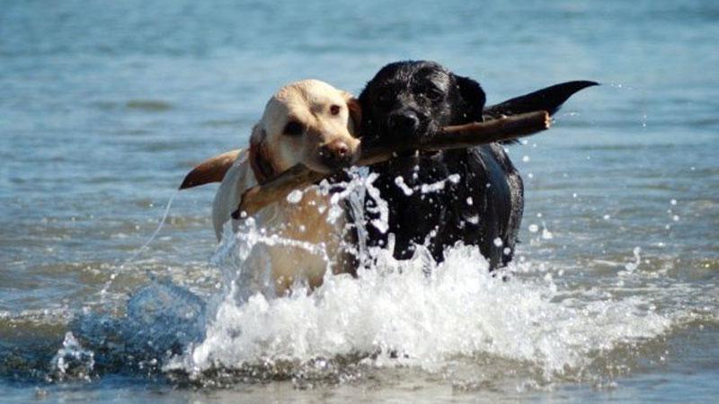 Pietrasanta, giro di vite sui cani in spiaggia. Ingresso consentito prima delle 9 e dopo le 18,30: le nuove regole