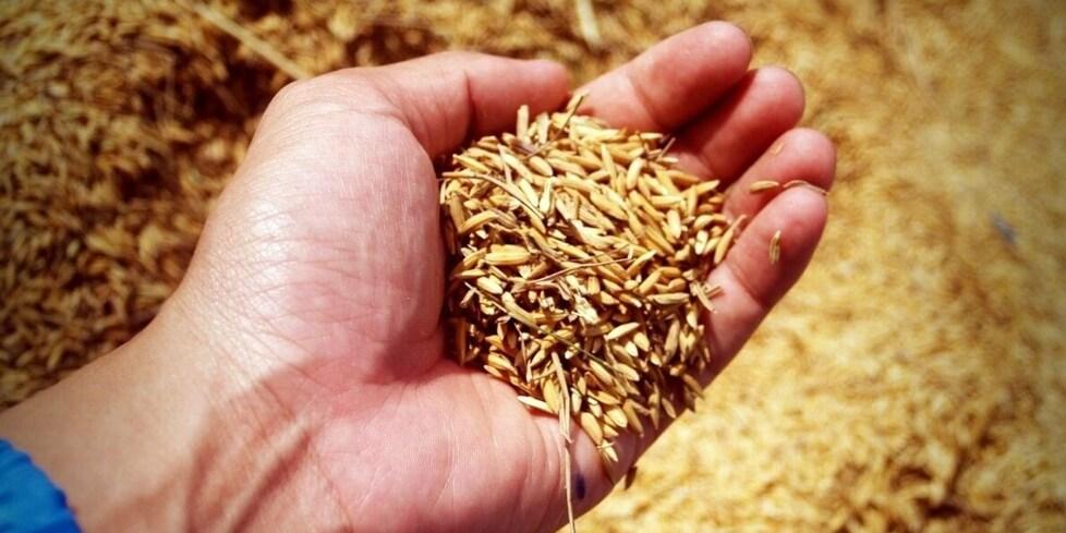 Grano, i prezzi calano del 40%, ma la pasta resta cara: chi specula?