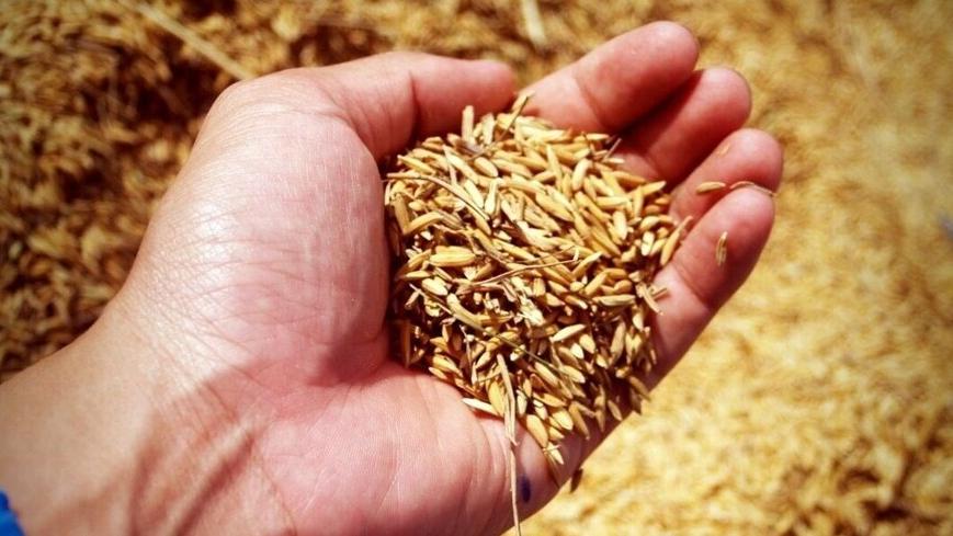 Grano, i prezzi calano del 40%, ma la pasta resta cara: chi specula?