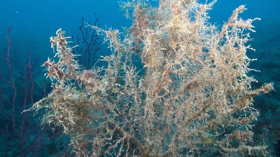 Livorno, allarme dai fondali di Calafuria: spugne e coralli stanno morendo – Video