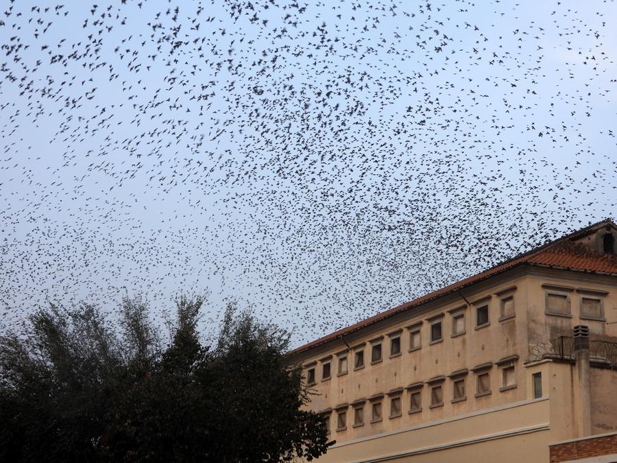 
	Storni in piazza Manno ieri pomeriggio

