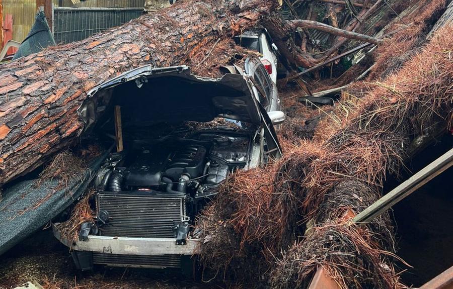 
	Una delle auto schiacciate dal pino (foto vigili del fuoco)

