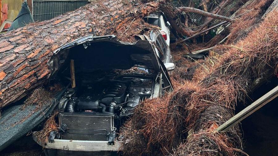 Una delle auto schiacciate dal pino (foto vigili del fuoco)