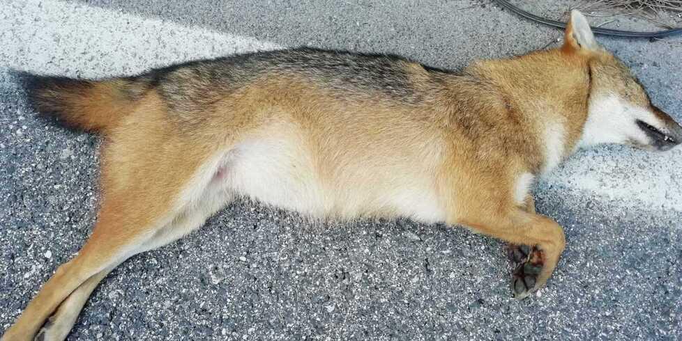 Mesola, arrivano anche gli sciacalli: due esemplari investiti e uccisi