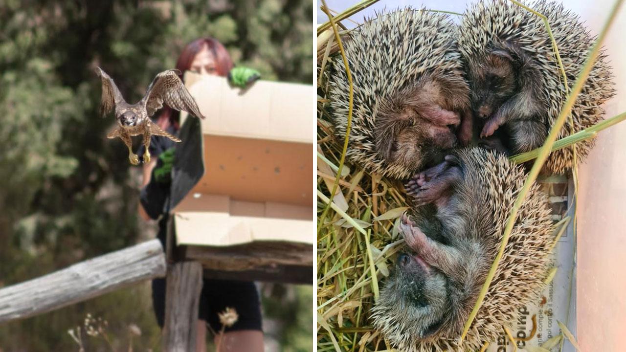 Alcuni ospiti del  ospiti del Centro di scienze naturali di Galceti