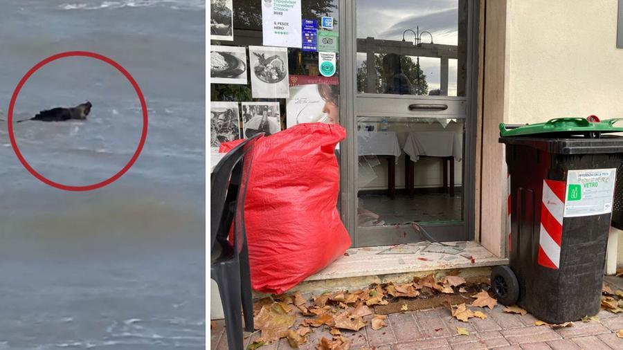 Vada: il cinghiale in mare e il vetro del locale sfondato (foto Falorni-Silvi)