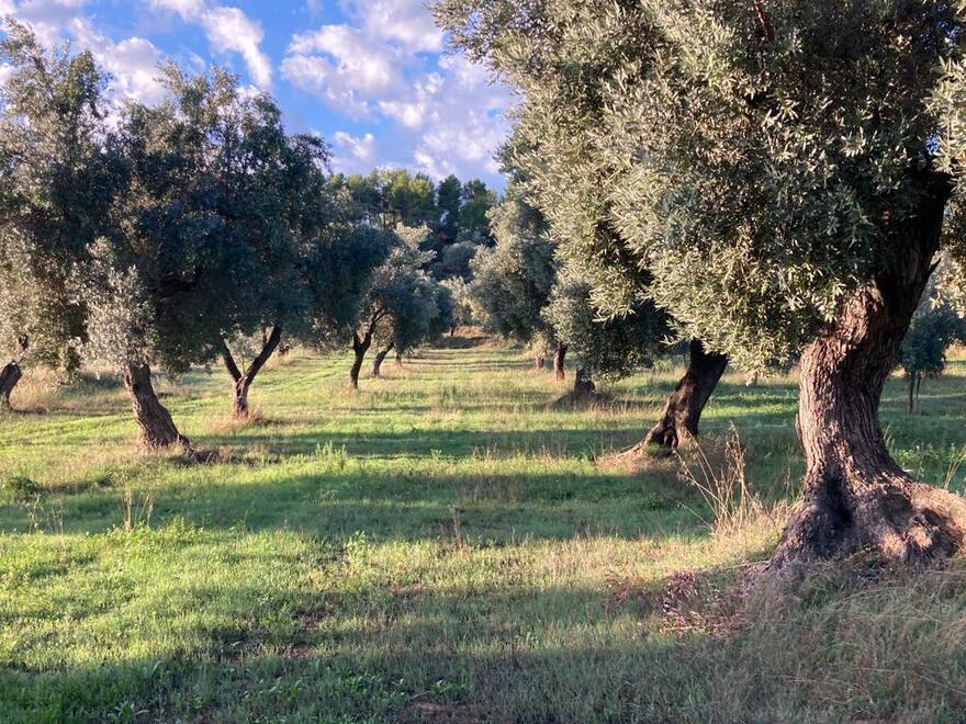Olio, il 2023 è un anno da dimenticare: nell’Empolese produzione dimezzata e il sapore è più amaro