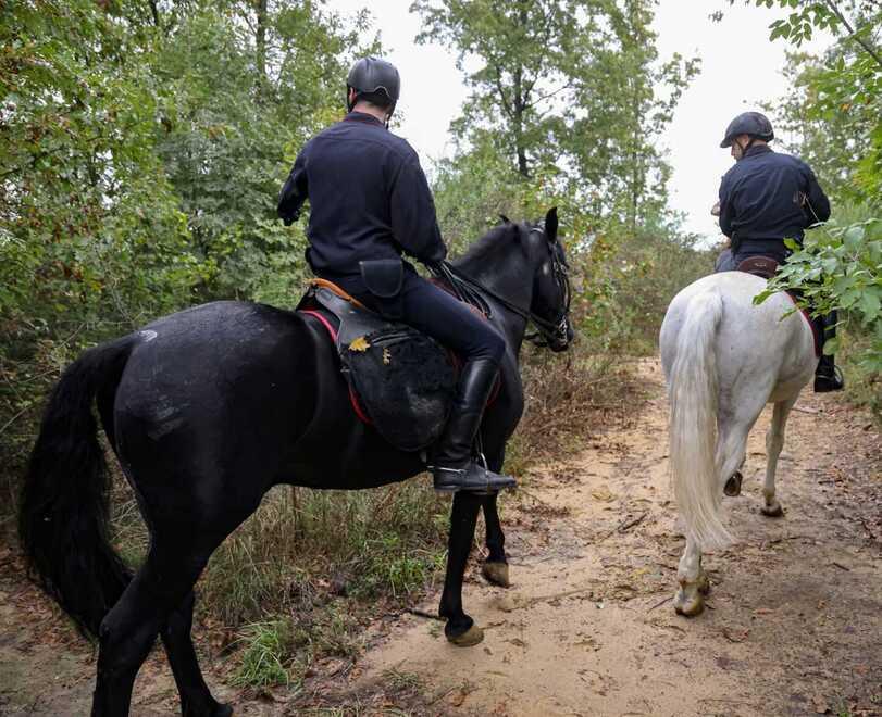 Fucecchio, spacciatore in fuga nel bosco preso dai carabinieri a cavallo