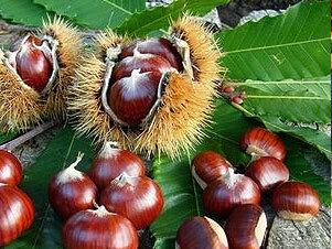 Marrone del Mugello, il 2024 è un anno nero. Produzione più che dimezzata