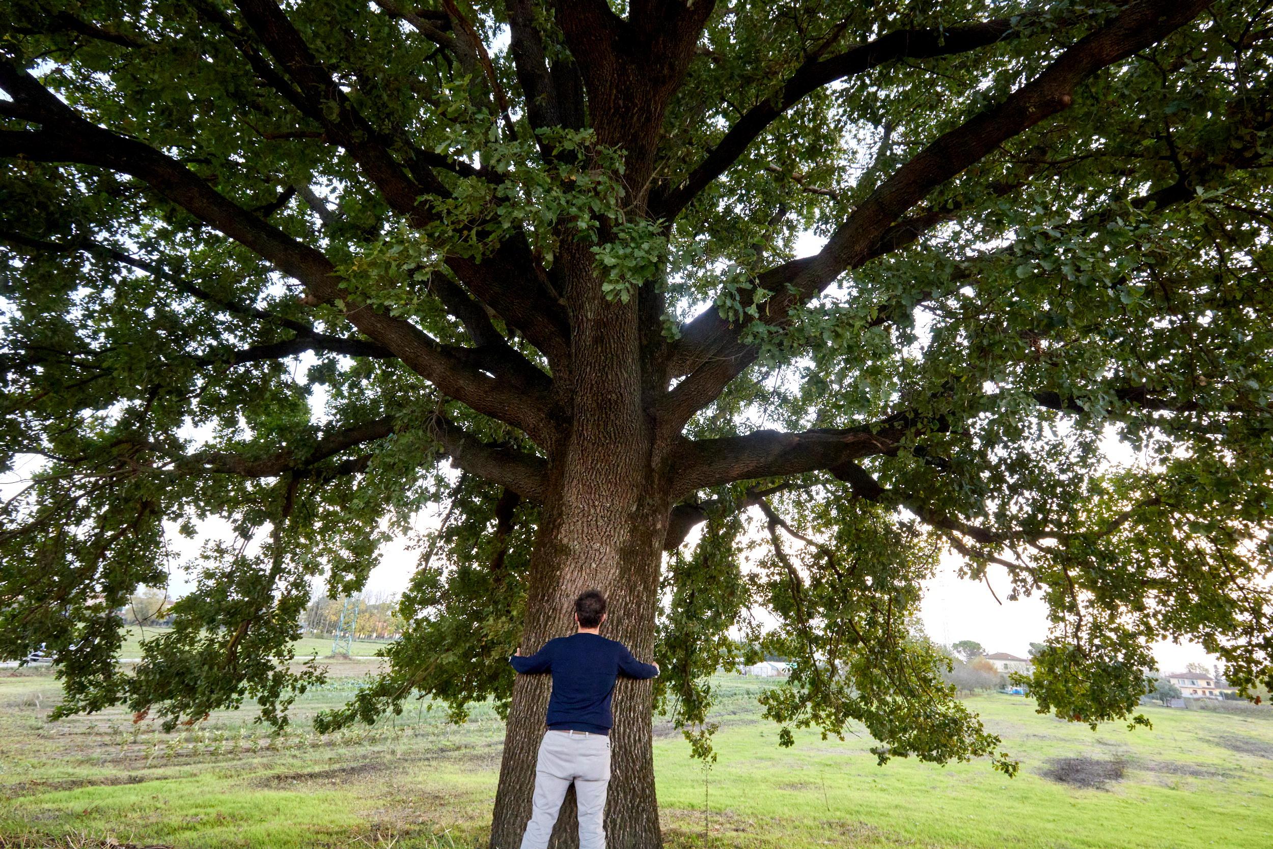 Empoli, la quercia dal tronco enorme e il cartello “degli abbracci”. «Da piccoli ci si veniva con Spalletti»