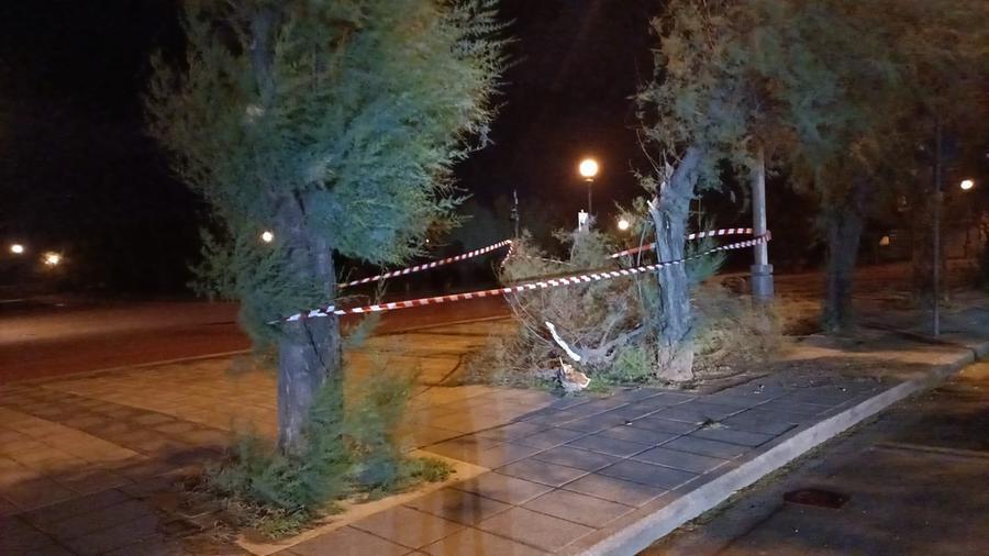 Livorno, nottata di Libeccio: giù le tamerici sul viale Italia