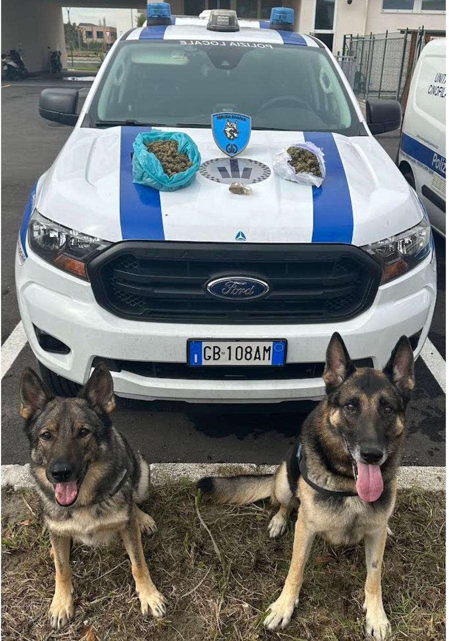 Ferrara, altri sei etti di droga sequestrati dalla polizia locale