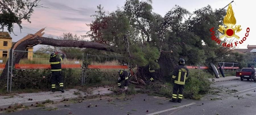 
	L'albero caduto

