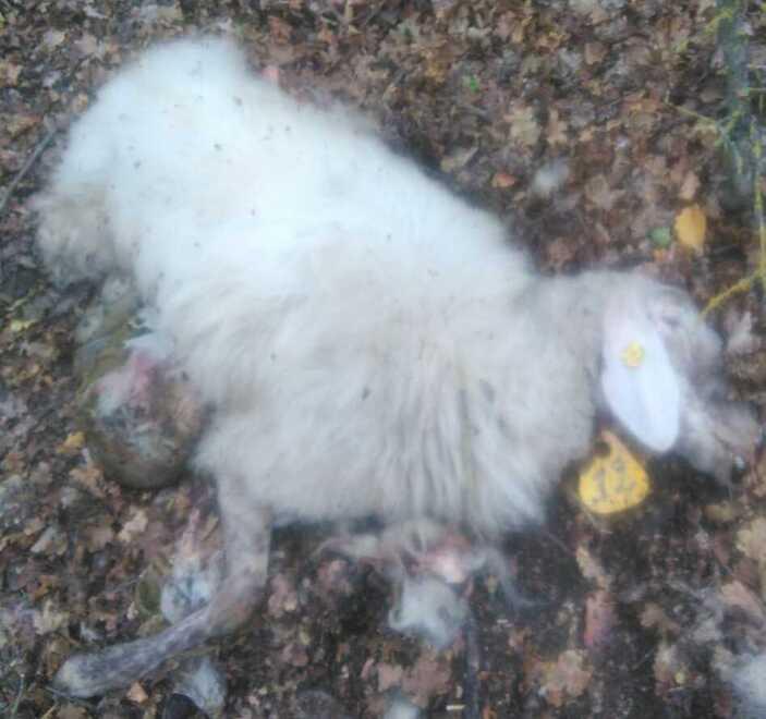 I lupi fanno strage di pecore nell'azienda agricola di Pavullo<br>
