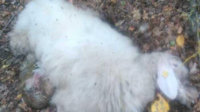 I lupi fanno strage di pecore nell'azienda agricola di Pavullo<br type="_moz" />
