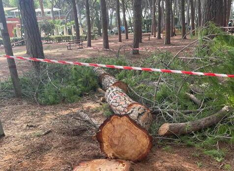 Rosignano, deciso il taglio di nove platani colpiti da una malattia