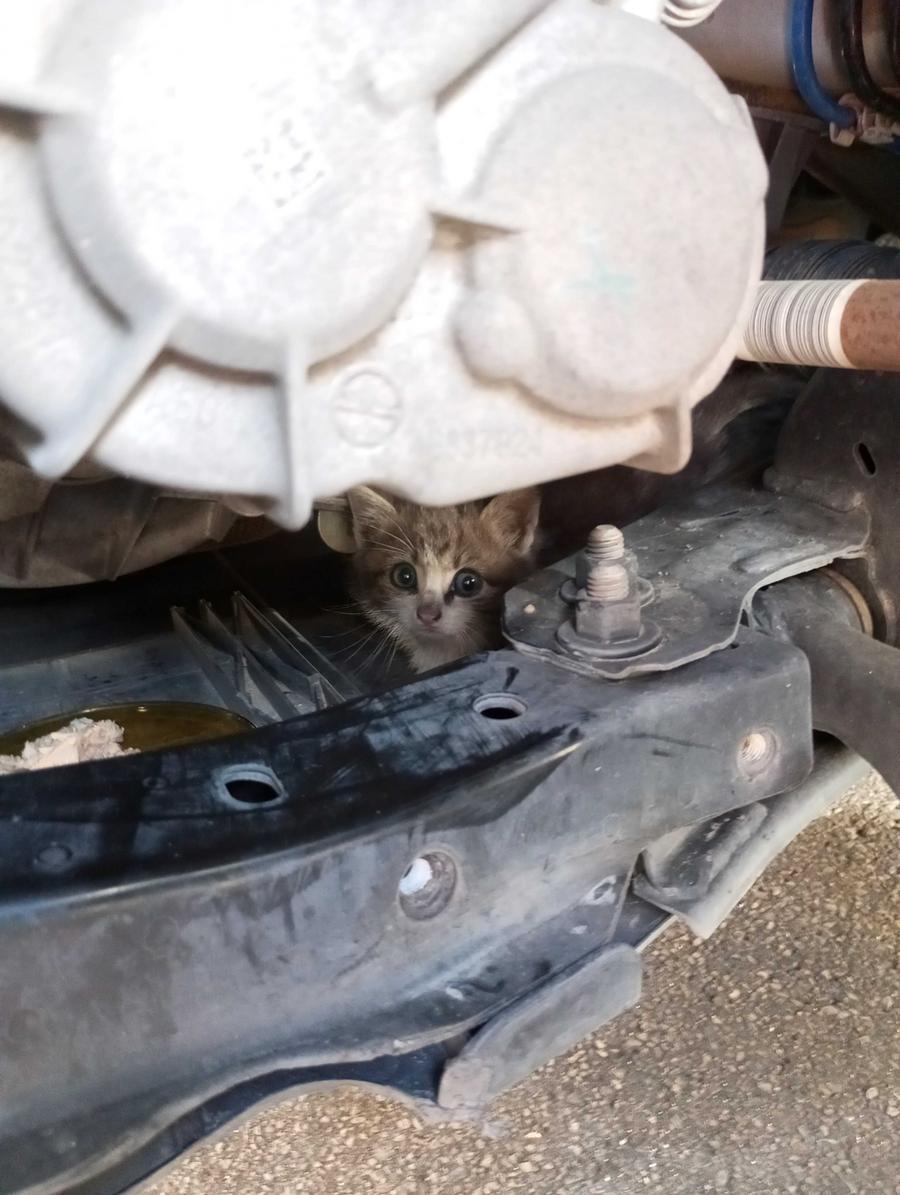 
	Uno dei due gattini nascosto nel vano motore dell'auto

