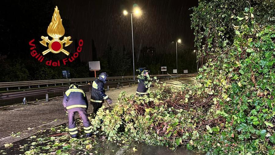 Il grosso ramo caduto nel viadotto all'Indiano
