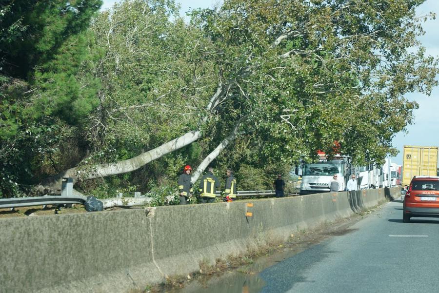 
	L'albero caduto sul raccordo

