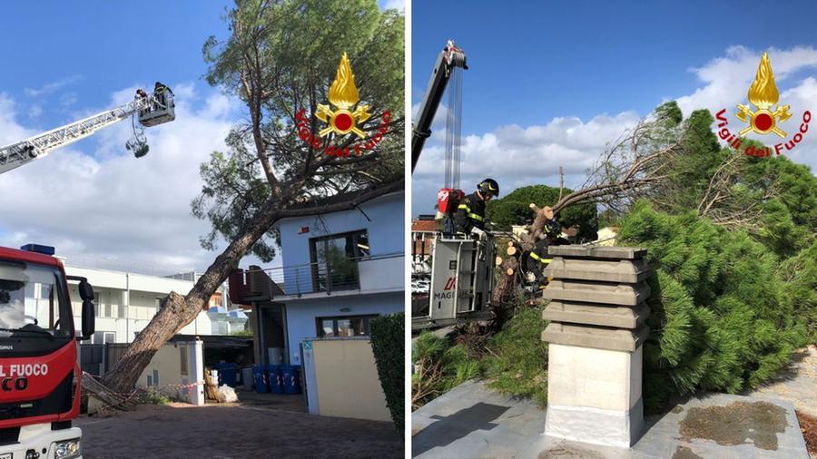 
	Il pino rimosso dai vigili del fuoco

