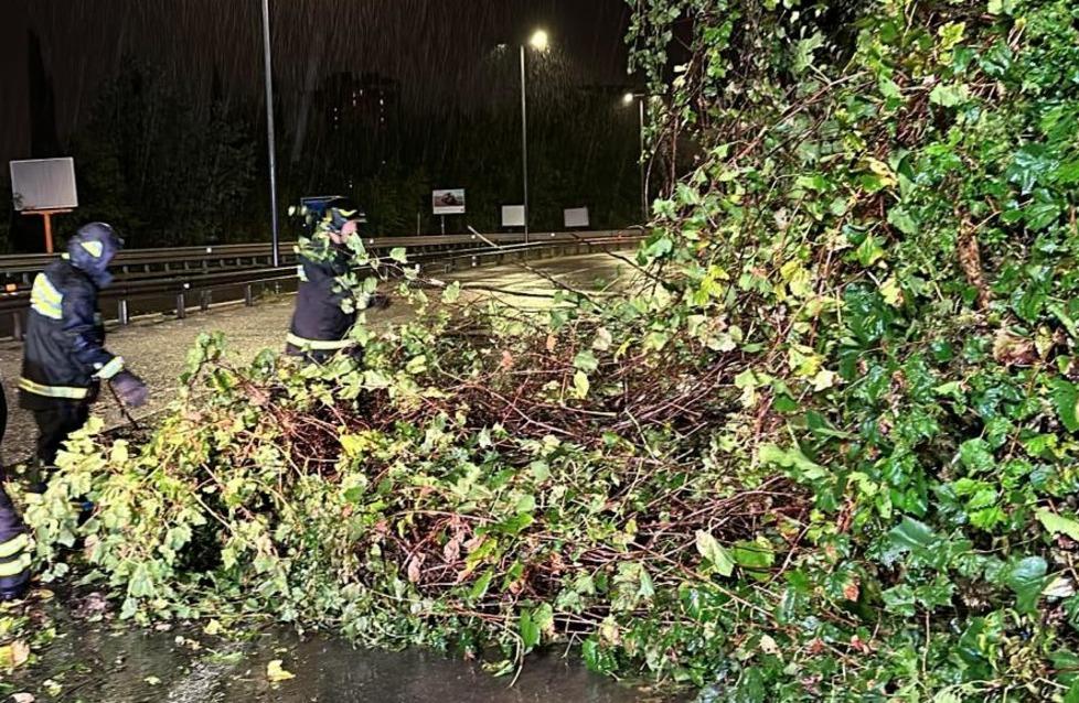 Firenze, cade un albero sul ponte all’Indiano: scontro sulla cura del verde