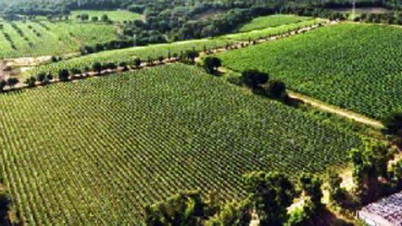 Vini, per la Toscana vale 7,9 miliardi di esportazioni. Gli ultimi maxi investimenti