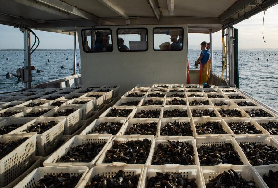 
	L'imbarcazione di Nieddittas con le cozze appena pescate dagli allevamenti del Golfo di Oristano

