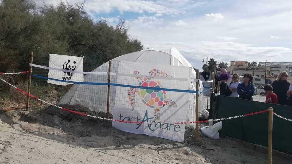 Vada, 41 tartarughine grazie alla “strategia” della cupola: il bilancio dell’ultimo nido fra moltissime difficoltà