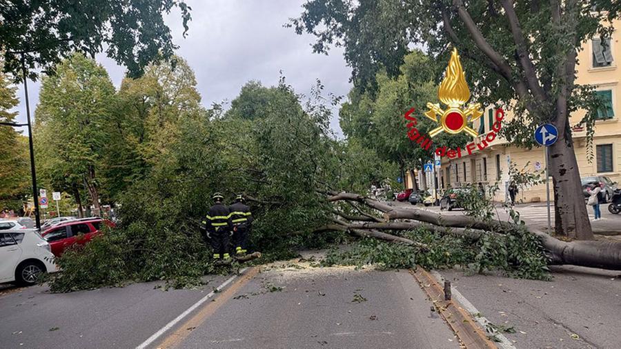 Firenze, cade un albero su viale Giannotti: traffico in tilt – Video
