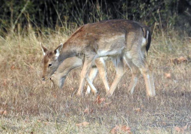 Altra strage di daini a Mirabello, uccisi anche gli esemplari rimasti