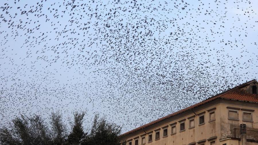 Oristano, cacciati da piazza Roma gli storni si accomodano a San Nicola: guano ovunque