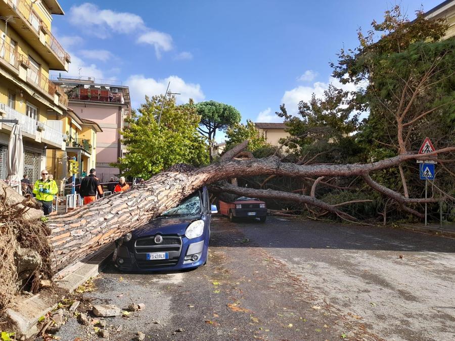 Montecatini, crolla un grosso pino su due auto in viale Adua. Ci sono feriti