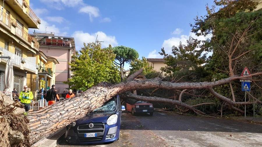 Montecatini, crolla un grosso pino su due auto in viale Adua. Ci sono feriti