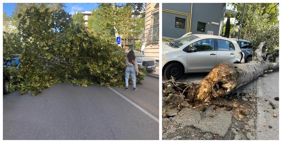 Le raffiche di vento fanno cadere gli alberi a Firenze