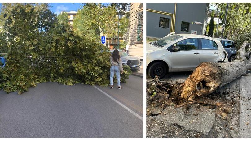 Le raffiche di vento fanno cadere gli alberi a Firenze