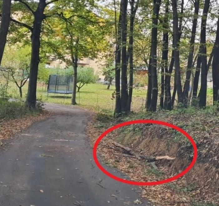 Ramo caduto in testa a un'anziana a Pavullo, denunciato un 70enne<br>
